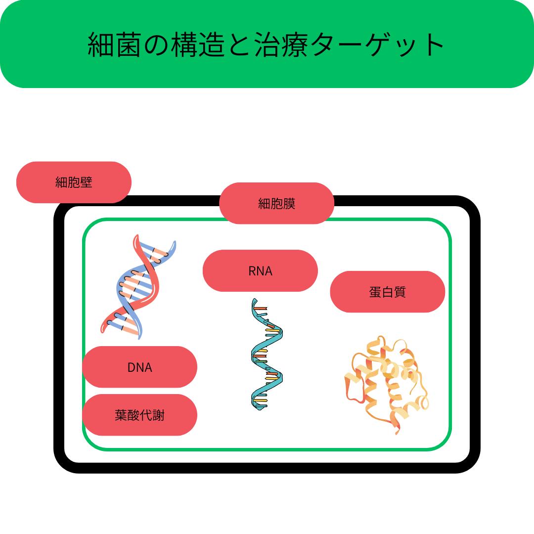 細菌の構造と治療ターゲット
