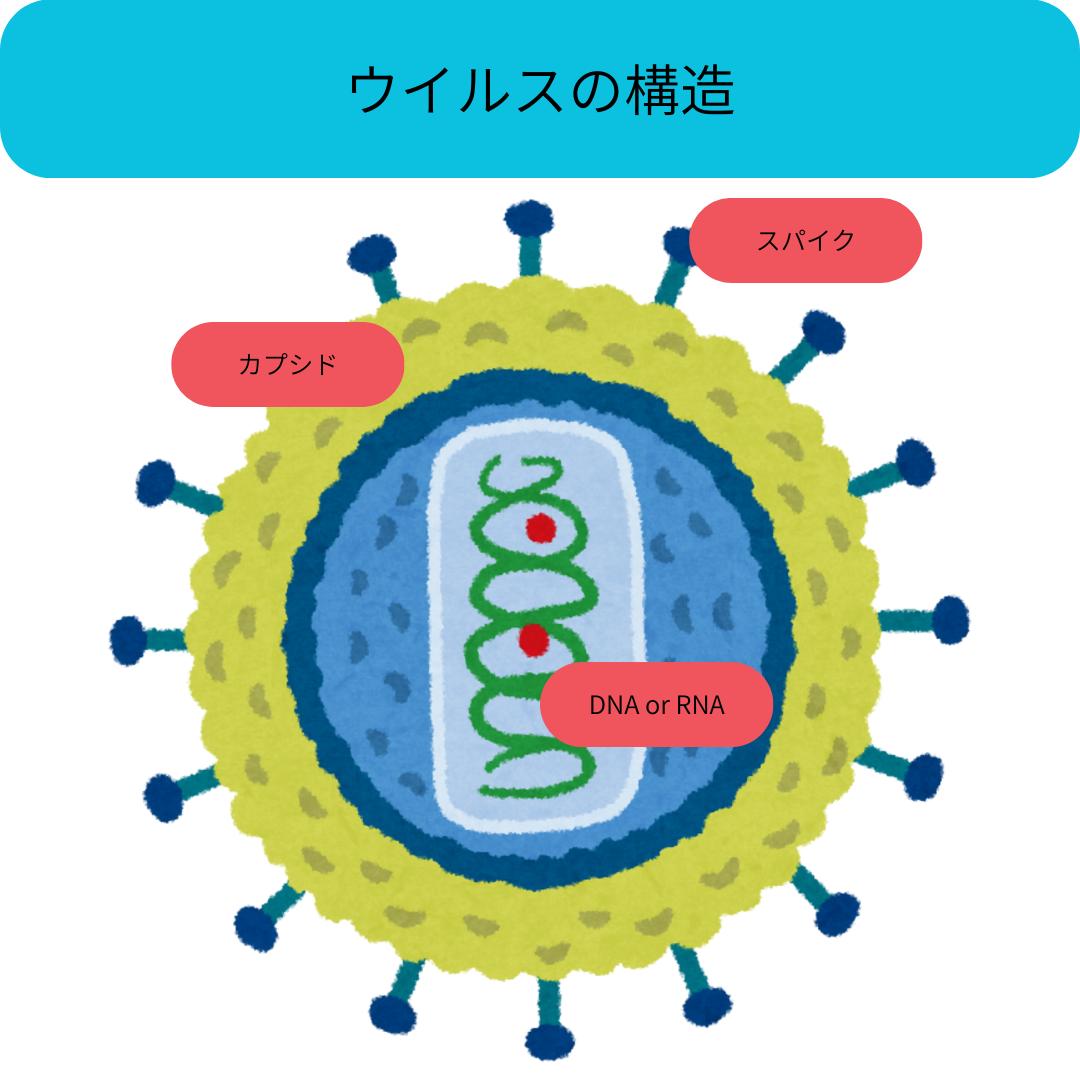 ウイルスの構造